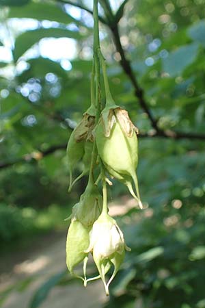 Staphylea pinnata \ Pimpernuss / Bladdernut, A Gumpoldskirchen 15.5.2022