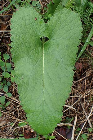 Phlomis tuberosa \ Knollen-Brandkraut, A Gumpoldskirchen 29.9.2022