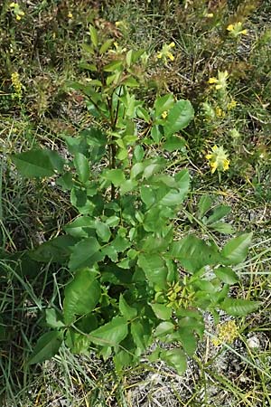 Fraxinus ornus \ Blumen-Esche, Manna-Esche, A Breitenbrunn 12.7.2023