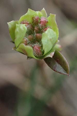 Daphne cneorum \ Rosmarin-Seidelbast, Flaumiger Seidelbast / Garland Flower, A Siegendorf 7.3.2024
