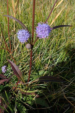 Succisa pratensis \ Teufelsabbiss, A Weiden am Neusiedler See 26.9.2012