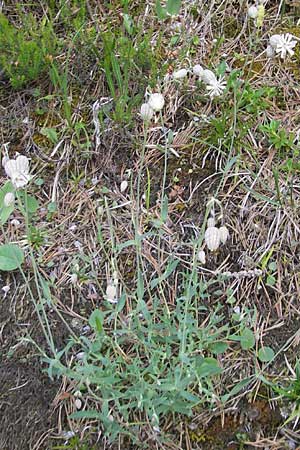 Silene vulgaris subsp. glareosa \ Kies-Leimkraut, Schutt-Taubenkropf, A Hahntennjoch 16.7.2010