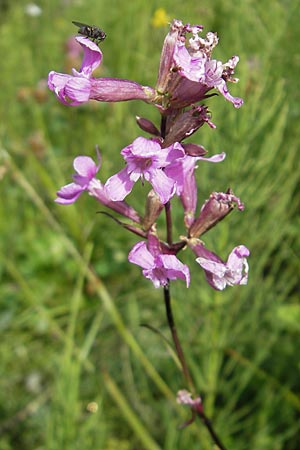 Silene viscaria \ Gewhnliche Pechnelke, A Malta - Tal 19.7.2010