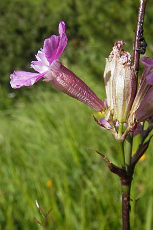 Silene viscaria / Sticky Catchfly, A Malta - Valley 19.7.2010