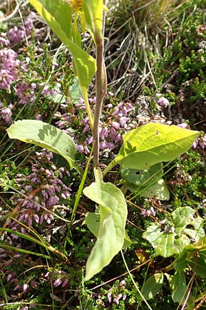 Solidago virgaurea subsp. minuta \ Alpen-Goldrute / Alpine Goldenrod, A Kärnten/Carinthia, Koralpe 9.8.2016