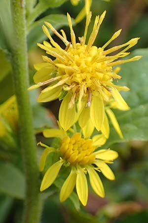 Solidago virgaurea subsp. minuta \ Alpen-Goldrute / Alpine Goldenrod, A Kärnten/Carinthia, Koralpe 9.8.2016