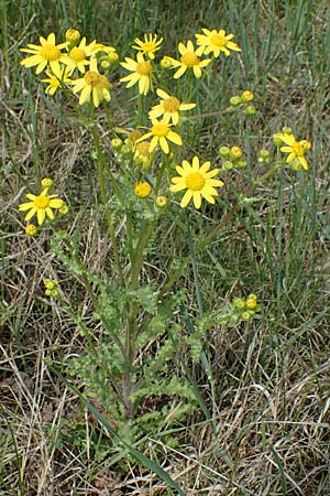 Senecio vernalis / Eastern Groundsel, A Seewinkel, Apetlon 8.5.2022