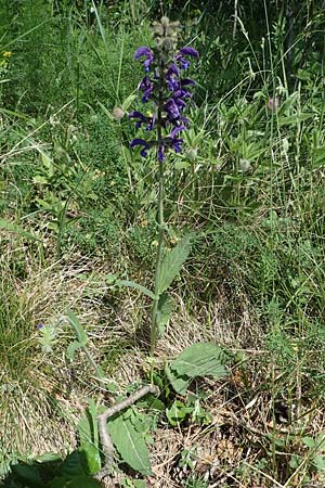 Salvia nemorosa \ Hain-Salbei, Steppen-Salbei, A Gumpoldskirchen 15.5.2022