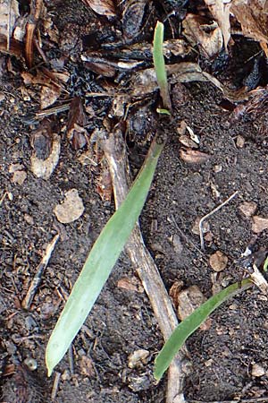 Scilla vindobonensis \ Wiener Blaustern / Vienna Squill, A Wien-Liesing 2.4.2023