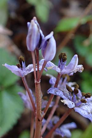 Scilla vindobonensis \ Wiener Blaustern / Vienna Squill, A Wolfsthal 2.4.2023