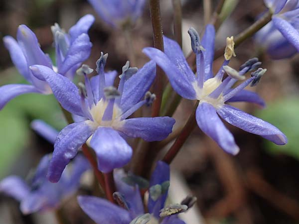 Scilla vindobonensis \ Wiener Blaustern / Vienna Squill, A Wolfsthal 2.4.2023