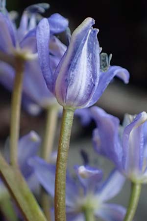 Scilla vindobonensis \ Wiener Blaustern / Vienna Squill, A Wolfsthal 2.4.2023