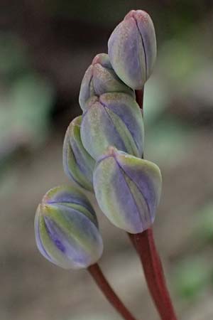 Scilla vindobonensis \ Wiener Blaustern / Vienna Squill, A Pielach 5.3.2024