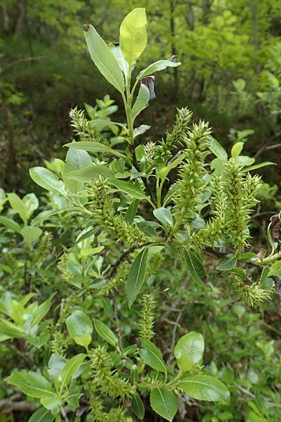 Salix waldsteiniana \ Waldsteins Weide, Bumchen-Weide / Waldstein's Willow, A Kärnten/Carinthia, Trögerner Klamm 18.5.2016