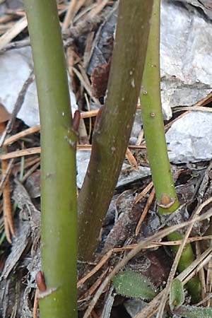 Salix waldsteiniana \ Waldsteins Weide, Bumchen-Weide / Waldstein's Willow, A Kärnten/Carinthia, Trögerner Klamm 18.5.2016