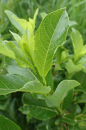 Salix waldsteiniana \ Waldsteins Weide, Bumchen-Weide / Waldstein's Willow, A Pusterwald, Eiskar 1.7.2019