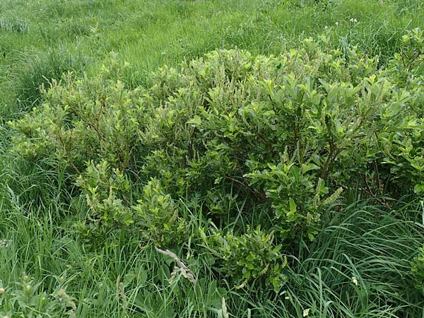 Salix waldsteiniana \ Waldsteins Weide, Bumchen-Weide / Waldstein's Willow, A Pusterwald, Eiskar 1.7.2019