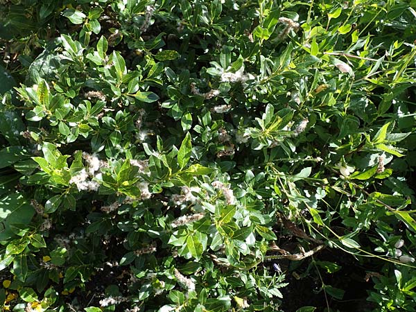 Salix waldsteiniana \ Waldsteins Weide, Bumchen-Weide / Waldstein's Willow, A Eisenerzer Reichenstein 28.7.2021