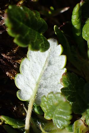 Dryas octopetala \ Silberwurz / Mountain Avens, A Wölzer Tauern, Hohenwart 29.7.2021