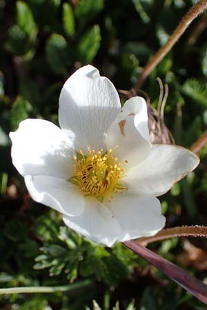 Dryas octopetala \ Silberwurz, A Wölzer Tauern, Hohenwart 29.7.2021