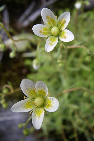 Saxifraga aspera \ Rauer Steinbrech, A Malta - Tal 7.6.2008