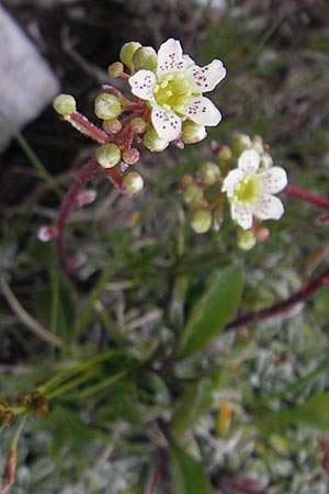 Saxifraga hostii \ Hosts Steinbrech / Host's Saxifrage, A Kärnten/Carinthia, Petzen 2.7.2010