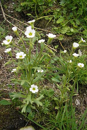 Saxifraga exarata s.l. \ Furchen-Steinbrech / White Musky Saxifrage, A Kärnten/Carinthia, Petzen 2.7.2010