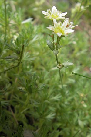 Saxifraga moschata \ Moschus-Steinbrech / Musky Saxifrage, A Malta - Tal / Valley 19.7.2010