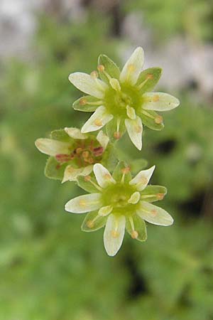 Saxifraga moschata \ Moschus-Steinbrech / Musky Saxifrage, A Malta - Tal / Valley 19.7.2010