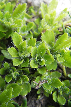 Saxifraga androsacea \ Mannsschild-Steinbrech / Scree Saxifrage, A Dachstein 20.7.2010