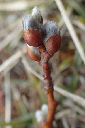 Salix breviserrata ? \ Matten-Weide, Kurzzahn-Weide / Finely-Toothed Willow, A Kärnten/Carinthia, Hochobir 19.5.2016