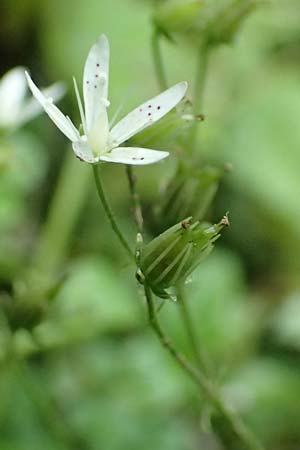 Saxifraga rotundifolia \ Rundblttriger Steinbrech / Round-Leaved Saxifrage, A Kärnten/Carinthia, Koralpe 9.8.2016