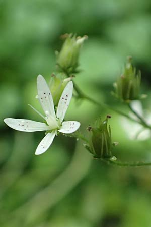 Saxifraga rotundifolia \ Rundblttriger Steinbrech / Round-Leaved Saxifrage, A Kärnten/Carinthia, Koralpe 9.8.2016