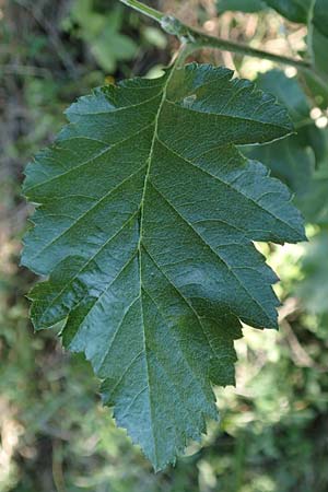 Sorbus x pinnatifida \ Bastard-Eberesche / Hybrid Whitebeam, A Tragöß 30.6.2019