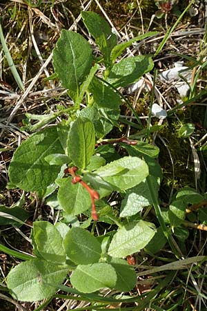 Salix hastata \ Spie-Weide, Engadin-Weide / Apple-Leaved Willow, A Rax 28.6.2020