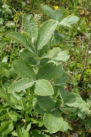 Salix hastata \ Spie-Weide, Engadin-Weide / Apple-Leaved Willow, A Rax 28.6.2020