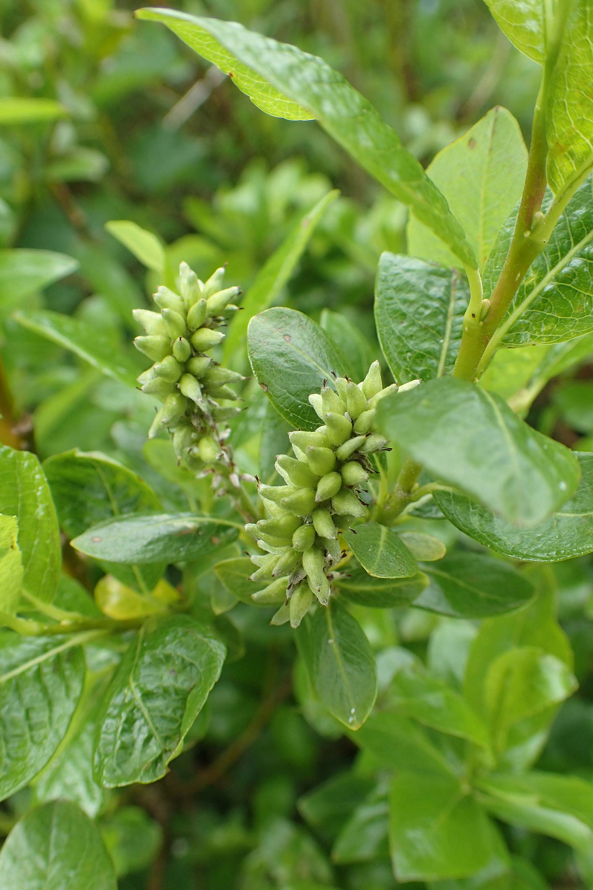 Salix waldsteiniana \ Waldsteins Weide, Bumchen-Weide / Waldstein's Willow, A Rax 28.6.2020