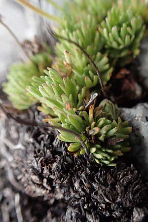 Saxifraga moschata \ Moschus-Steinbrech / Musky Saxifrage, A Dachstein 10.7.2020