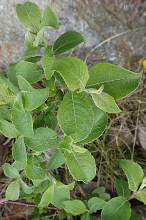 Salix aurita x caprea \ Weiden-Hybride / Hybrid Willow, A Wölzer Tauern, Kleiner Zinken 26.6.2021