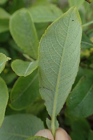 Salix aurita x caprea \ Weiden-Hybride / Hybrid Willow, A Wölzer Tauern, Kleiner Zinken 26.6.2021