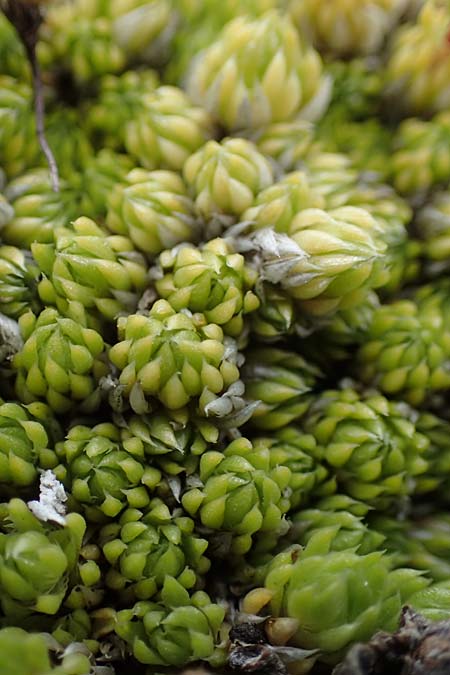 Saxifraga bryoides / Mossy Saxifrage, A Wölzer Tauern, Kleiner Zinken 24.7.2021