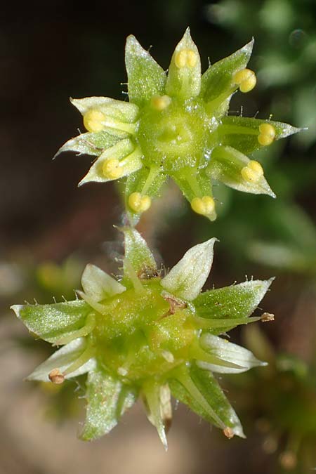 Saxifraga sedoides \ Mauerpfeffer-Steinbrech / Eastern Saxifrage, A Eisenerzer Reichenstein 28.7.2021