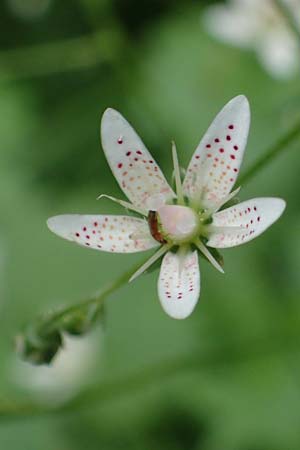 Saxifraga rotundifolia \ Rundblttriger Steinbrech / Round-Leaved Saxifrage, A Kärnten/Carinthia, Koralpe 5.7.2023
