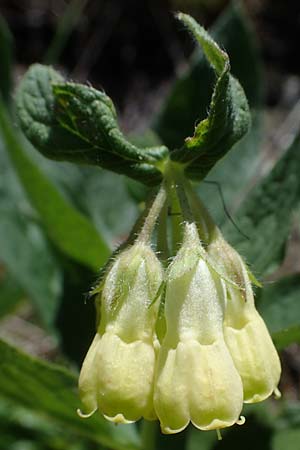 Symphytum bohemicum \ Weier Arznei-Beinwell / Bohemian Comfrey, A Kärnten/Carinthia, Koralpe 4.7.2023