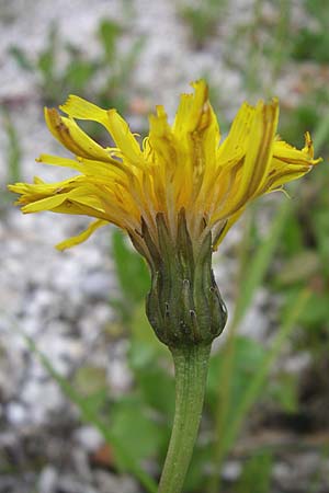 Leontodon hispidus subsp. hastilis / Glabrous Rough Hawkbit, A Malta - Valley 7.6.2008