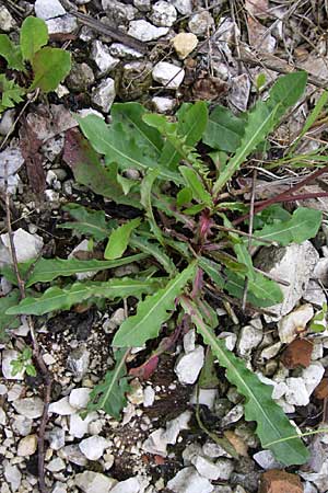 Leontodon hispidus subsp. hastilis / Glabrous Rough Hawkbit, A Malta - Valley 7.6.2008