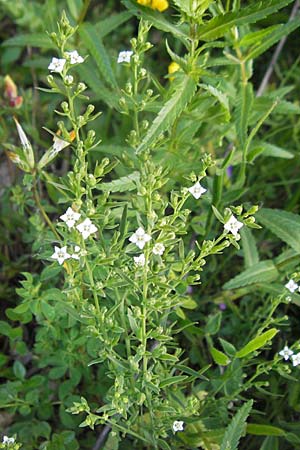 Thesium alpinum \ Alpen-Bergflachs, Alpen-Leinblatt / Alpine Bastard Toadflax, A Kärnten/Carinthia, Hochobir 1.7.2010