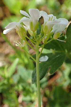 Thlaspi alpinum \ Alpen-Tschelkraut / Alpine Penny-Cress, A Trenchtling 3.7.2019