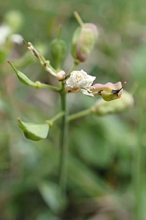 Thlaspi alpinum \ Alpen-Tschelkraut / Alpine Penny-Cress, A Trenchtling 3.7.2019