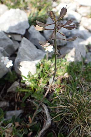 Thlaspi alpinum \ Alpen-Tschelkraut / Alpine Penny-Cress, A Trenchtling 3.7.2019